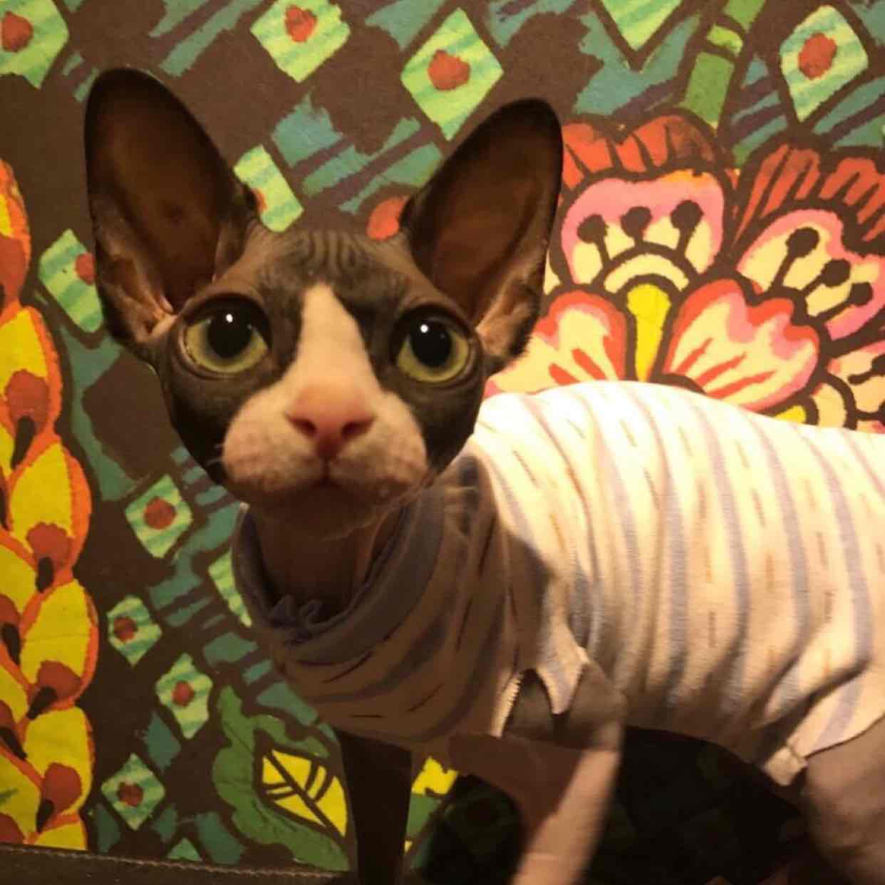 YOUK SHIM WON陆心媛手机保护壳iPhone7\/7